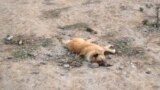 Turkmenistan. In Ashgabat homeless dogs are being poisened. Azatlyk received same reports from other provines as well . a death dog