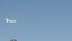 Саудиялық сұңқарлар