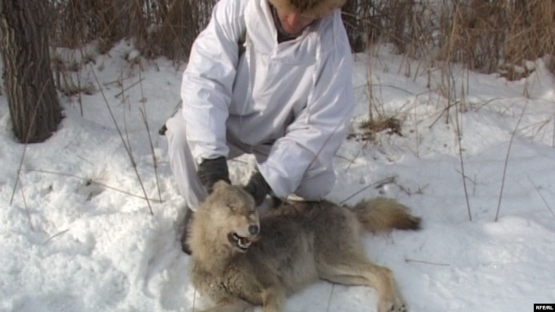 Порно трахают догги стиль кезекпен Мүшесі бар орыс әйелдері