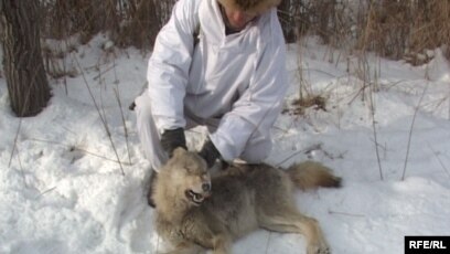 Вика орыс жеке үй порно Латекс порно онлайн көру