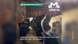 PKВ Сибири изымают и жгут домашний скот. Владельцы протестуют