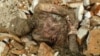 Mummified Body Most Likely That Of Iranian Shah, Says Grandson