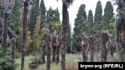 Погибшие пальмы в Мордвиновском парке Ялты, 29 декабря 2021 года