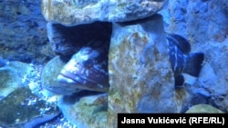 Kernja je jedna od autohtonih vrsta ribe, fotografija iz Akvarijuma Boka
