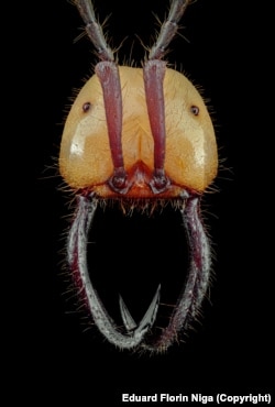 This species of army ant, known as Eciton hamatum, is found from Mexico to South America. It is known for building "living bridges" to help scour trees to prey on larvae.
