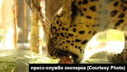 Леопард Хан в Калининградском зоопарке