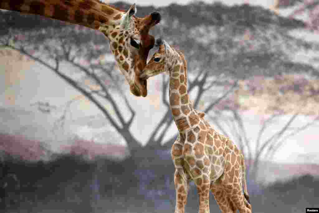 A nineteen-day-old male baby giraffe stands next to an adult giraffe in an enclosure at the Zoo de la Fleche zoological park near Le Mans, France, May 27, 2021