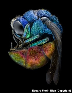 The metallic-colored cuckoo wasp, a family of around 3,000 species, gets its name because it lays eggs in the nests of unrelated species.