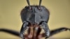 An ant's head, photographed by Romanian-born British macrophotographer Eduard Florin Niga.