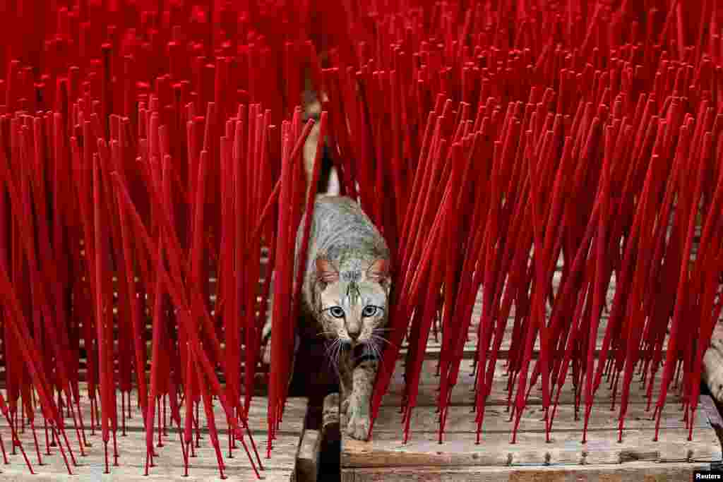 A cat is seen among incense sticks drying at a home-industry factory, ahead of the Chinese Lunar New Year, in Tangerang, on the outskirts of Jakarta, Indonesia, February 10, 2021