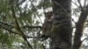Lilu, egy 37 kilogrammos puma a fán a Washington állambeli Port Angeles közelében. A vadmacska nyakán nyomkövető gallér díszeleg, akárcsak hatvan környékbeli társáén