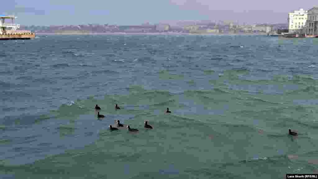Дикі качки плавають у захищеній від вітру Артилерійській бухті
