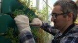 Farm with micro vegetables for persons with disabilities.