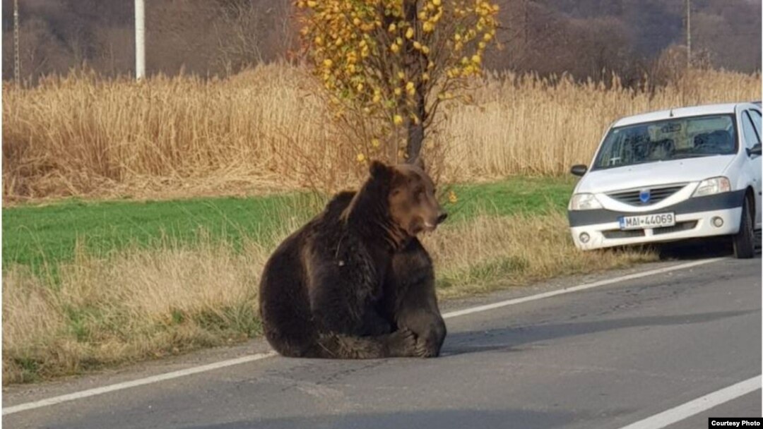 Bear hit by car left 17 hours on the roadside