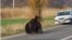Bear hit by car left 17 hours on the roadside