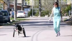 Azil u Rusiji za pse sa invaliditetom
