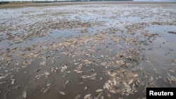 Мертвая рыба на дне обмелевшего Каховского водохранилища