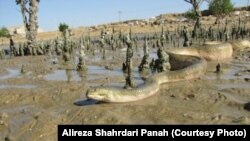 Змеи в Иране. Иллюстративное фото.