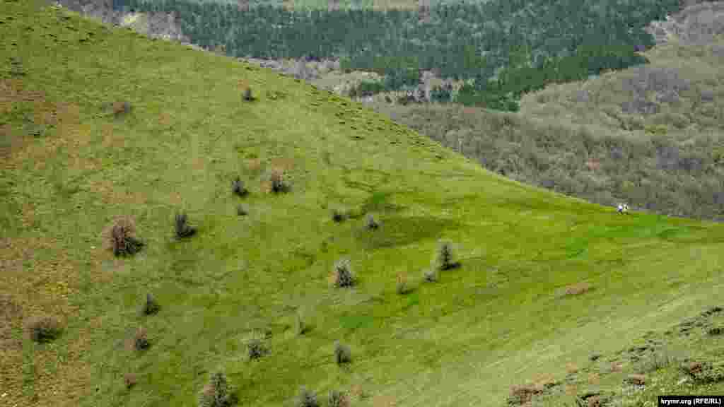 Зеленые круги на склоне &ndash; места грибниц горных белых грибов, утверждают знатоки
