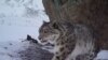 Коронавірус і тварини: у США через COVID-19 відправили на карантин леопардів у зоопарку