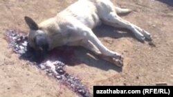 Убитая на улице собака, Ашхабад (архивное фото) 