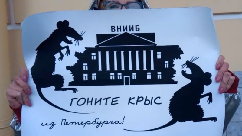 Защитники ВНИИБ в Петербурге принесли к зданию стройнадзора плакаты с крысами