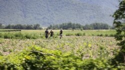 კვალიფიციური აგრონომების დეფიციტი საქართველოში