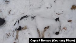 Труп собаки в Красноярске (архивное фото)