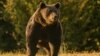 Ministerul Mediului din România susține că populația de urși bruni din România este de peste 6.000 de exemplare, cât și-a asumat țara să protejeze. În imagine, ursul Arthur, unul dintre exemplarele de top din România care a fost vânat în ultimii ani.
