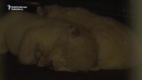 Three White Lion Cubs Born At Tbilisi Zoo