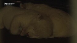 Three White Lion Cubs Born At Tbilisi Zoo