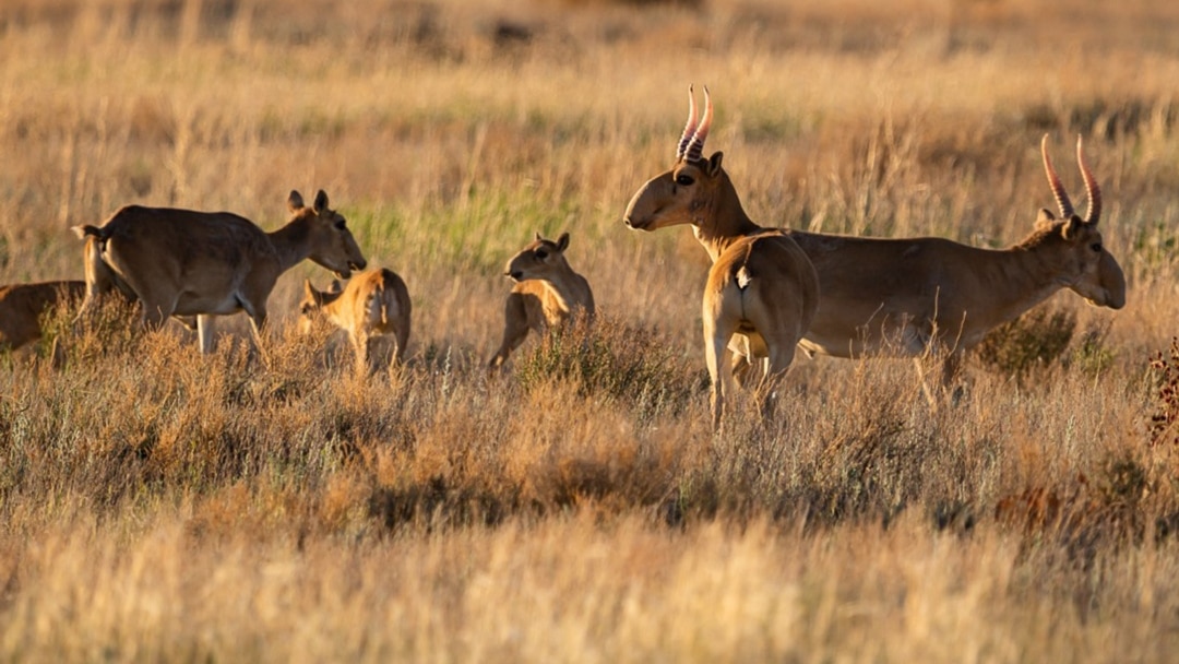 Аққұба жалаңаш трахает