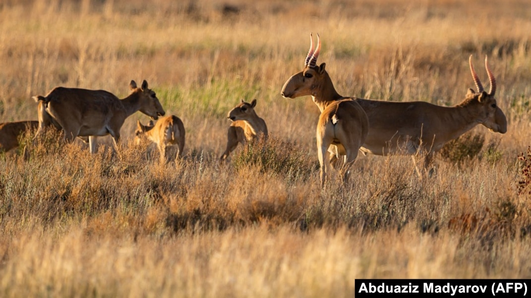 Көңілді ресейлік пикапшылар табиғатта ресейлік қаншықтармен бірге демалады.