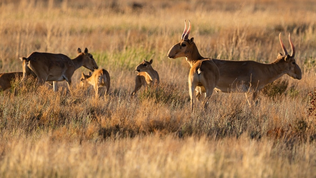 Асүйде көзілдірік киген қызды сиқыған