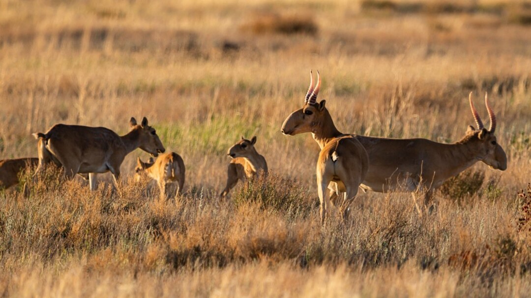 Молдова секс видео