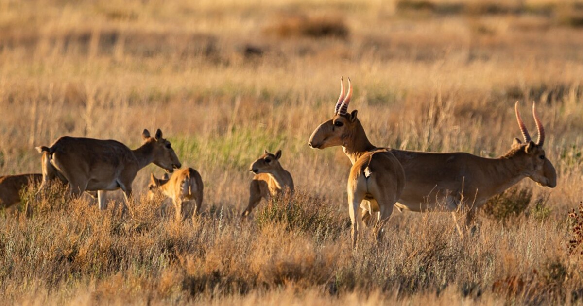Китти Джейн порно фильмдерін онлайн көру