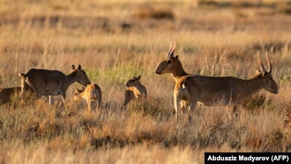 Әдемі жалаңаш қыздар, арық фотолар