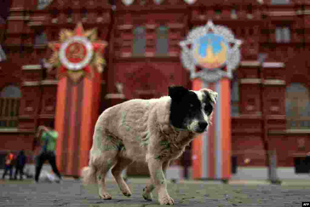A dog walks outside the State Historical Museum decorated for the upcoming Victory Day celebrations on Moscow&#39;s Red Square. (AFP/Kirill Kudryavtsev)