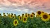 Sunflowers, summer, agriculture, Bulgaria