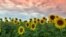 Sunflowers, summer, agriculture, Bulgaria