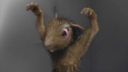 Помните адскую антиалкогольную белку? Вот она и пришла