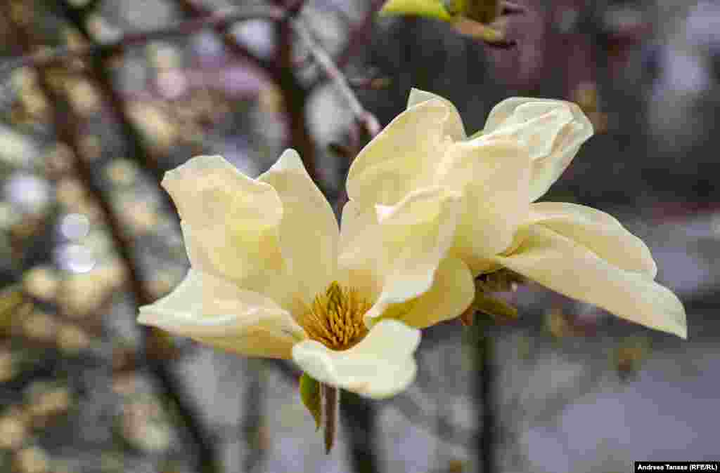 Floare de magnolie Yellow Bird.