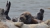 Kazakhstan - Caspian seal. Photo: "Institute of Hydrobiology and Ecology"/website ihe.kz