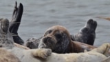 Kazakhstan - Caspian seal. Photo: "Institute of Hydrobiology and Ecology"/website ihe.kz