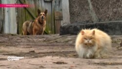 Настоящее Время. Эфир – 31 марта 2016