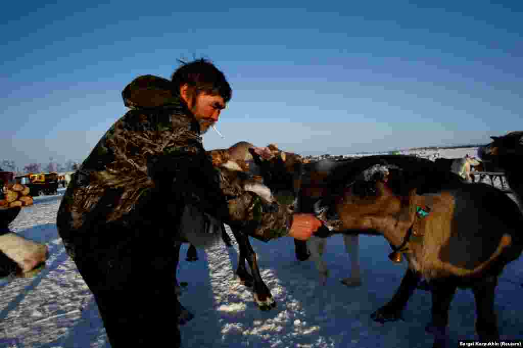 A herder feeds his reindeer. A top concern among these voters is the development of oil fields encroaching on pasture grounds.