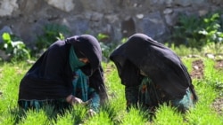 زنانی که بار مسئولیت تأمین مخارج زندگی را بر دوش می‌کشند