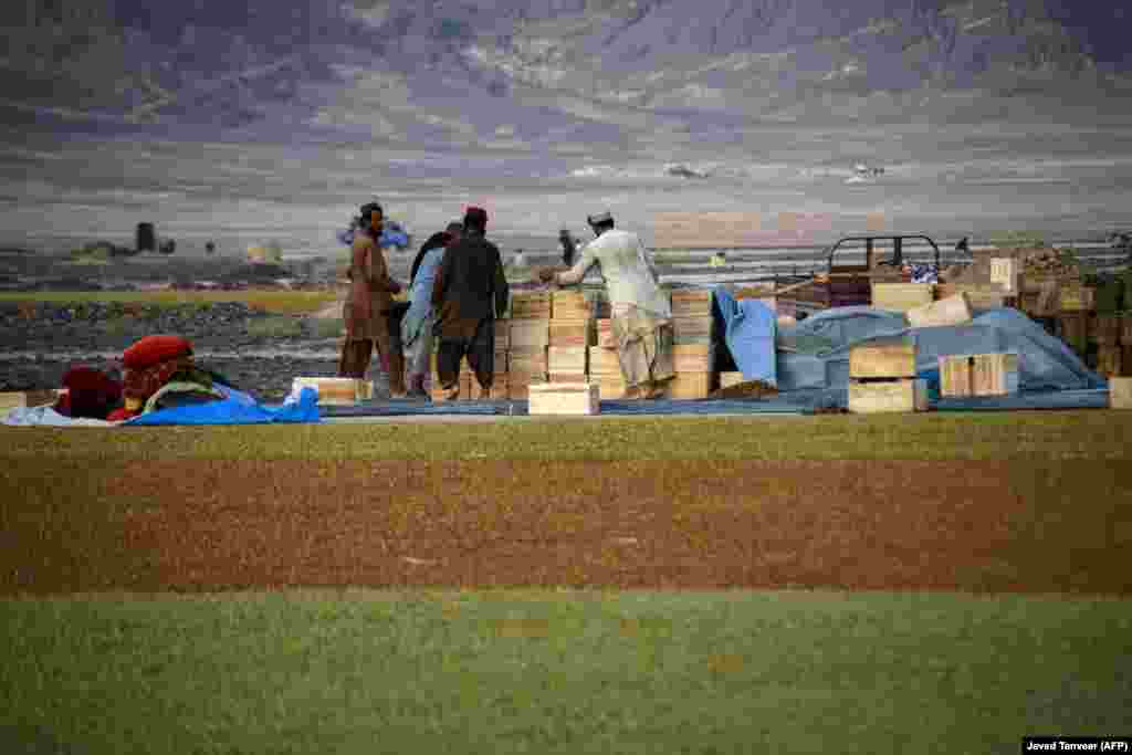 Афганские фермеры работают на виноградной ферме по производству изюма в Кандагаре