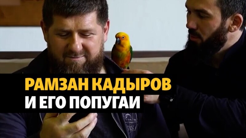 Кадыров получил премию за видео с попугаями