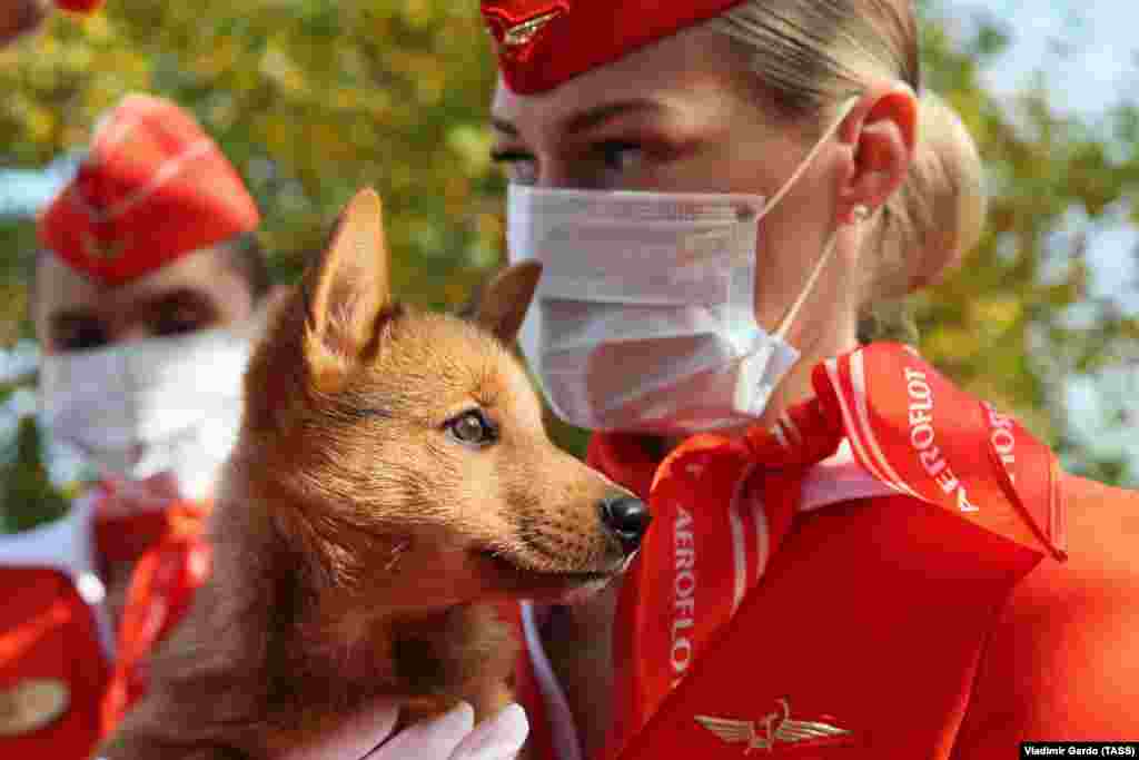 Egy kiskutyát tart a kezében az Aeroflot egyik munkatársa. Ez a cég kezdte el a koronavírus- fertőzöttséget kiszimatoló szolgálati kutyák kiképzését.&nbsp;